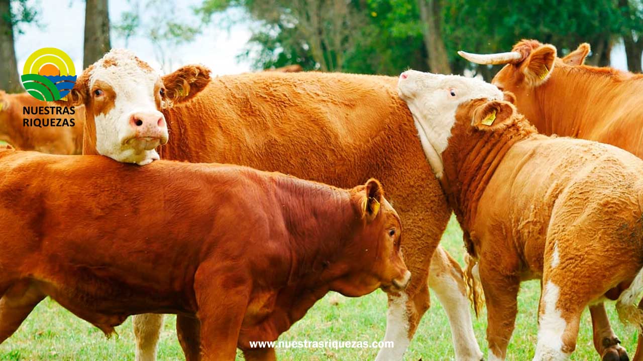 El Plan de Erradicación de la Brucelosis Bovina tendrá otros 4 años de vigencia