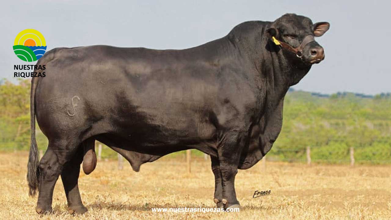 El Mundial Brangus se juega en Argentina desde este miércoles: participarán 15 países