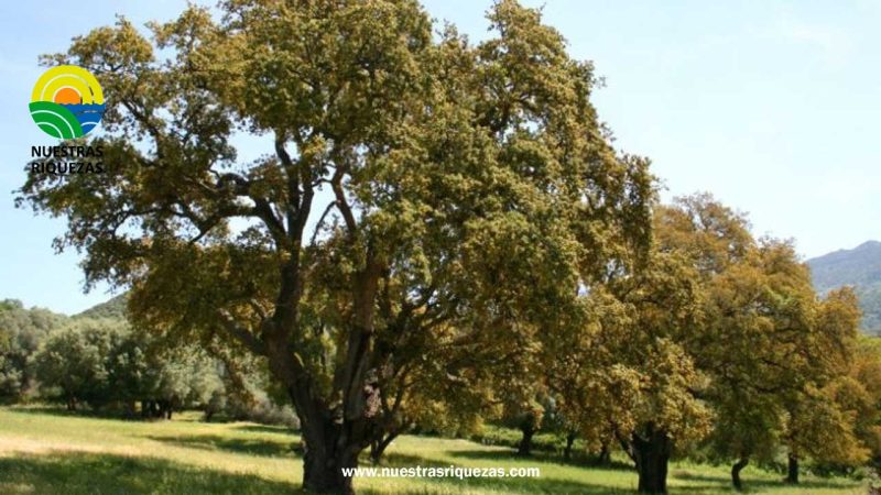 El número de árboles nuevos disminuye ante el cambio climático