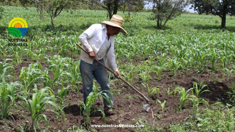 Empresa privada reconoce a los agricultores jóvenes