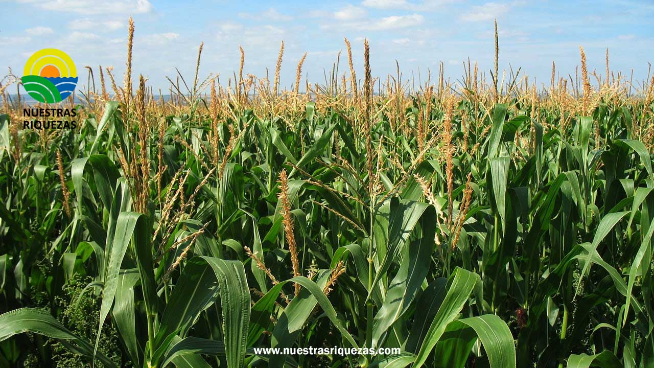 Este martes maiceros se tomarán las principales vías de Los Ríos
