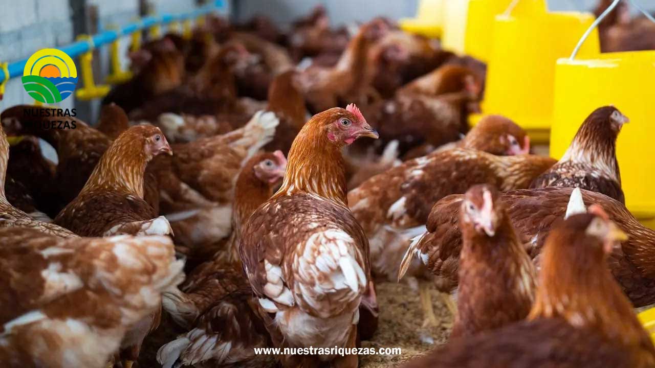 Influenza aviar está controlada en el país, según Agrocalidad