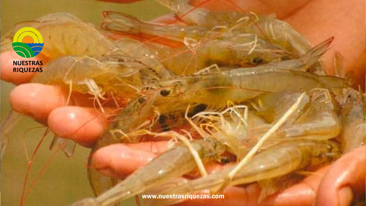 Israel, nuevo mercado para la exportación de larva de camarón de origen colombiano