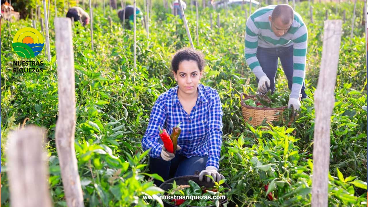 La Secretaría de Agricultura presentó un proyecto de ley para potenciar la producción orgánica
