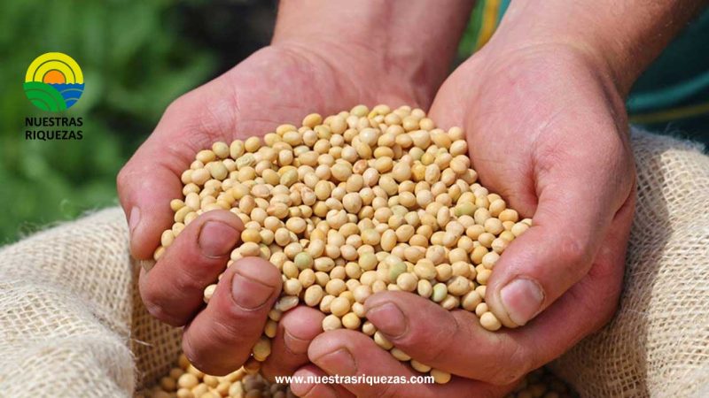 La cadena argentina de la soja tendrá trazabilidad para asegurar que no proviene de desmonte