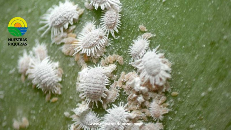 La cochinilla, otra plaga que puede afectar al banano