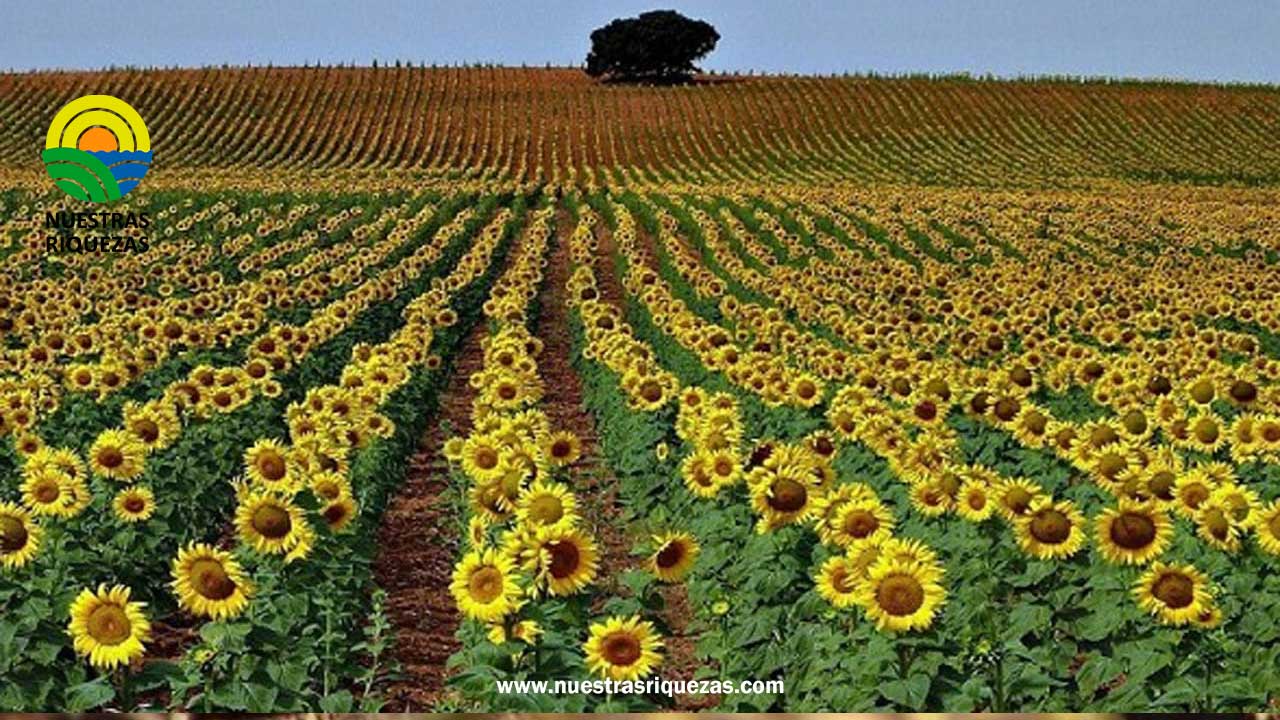 La cosecha de girasol va culminando con récords de rindes en algunas regiones