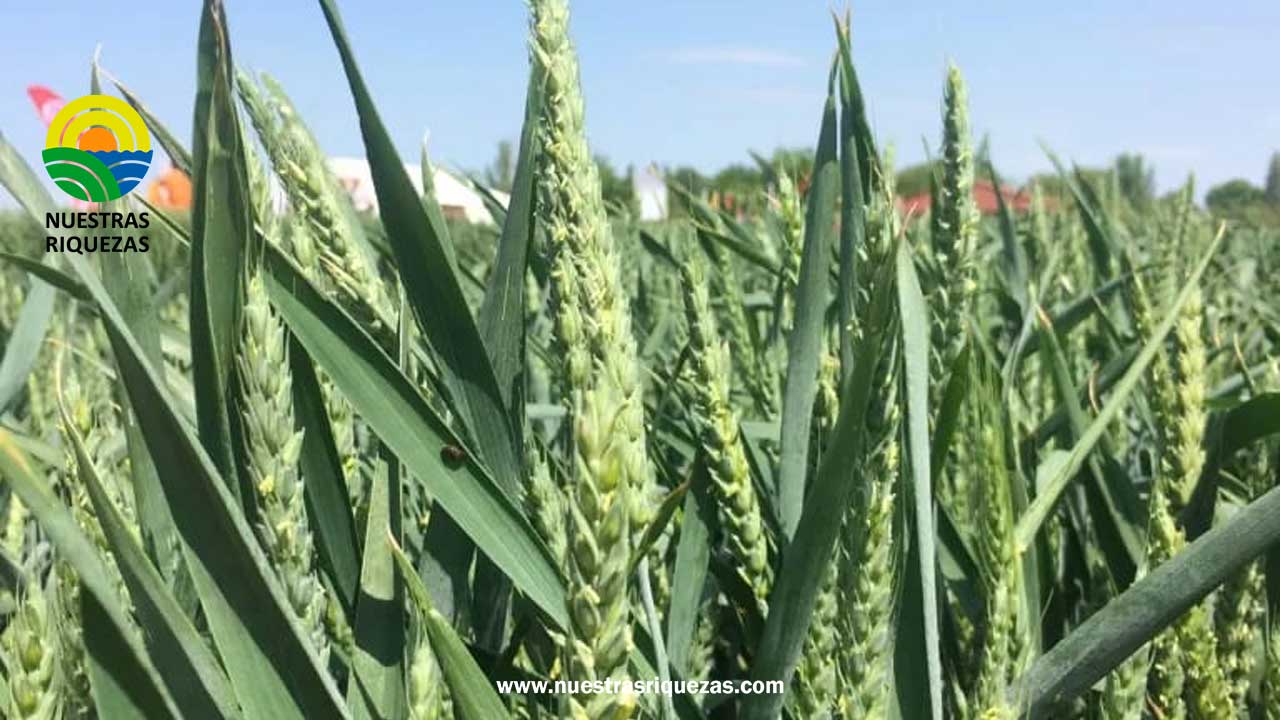 La cosecha mundial de cereal caerá un 2,2 % en la campaña 2022-2023, según EEUU