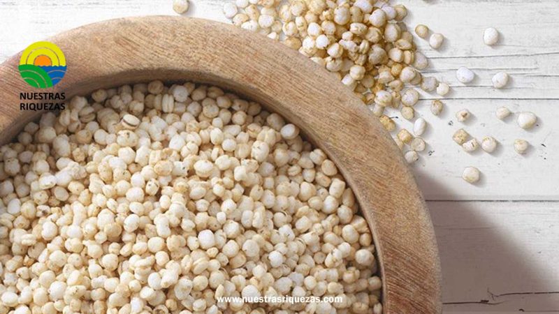 La quinua, el oro de los Incas, no sólo es nutritiva sino medicinal y deliciosa