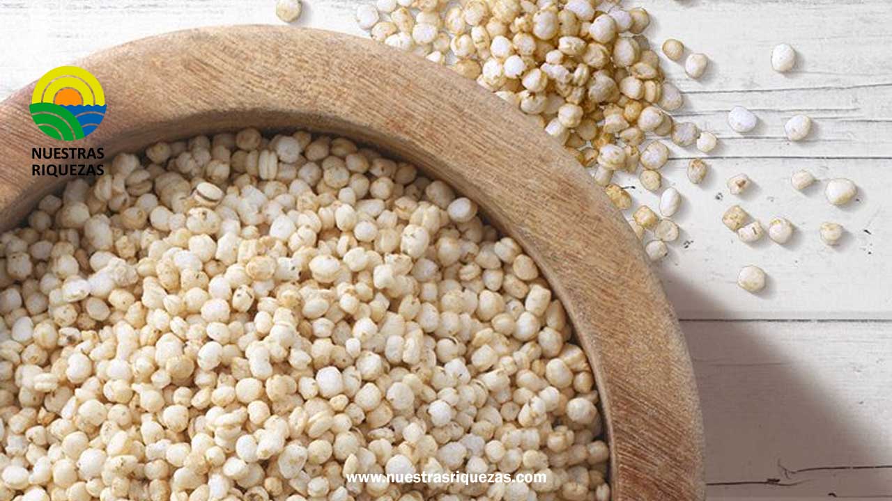 La quinua, el oro de los Incas, no sólo es nutritiva sino medicinal y deliciosa