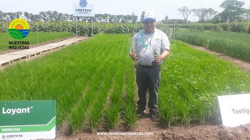 Los nuevos herbicidas de CortevaAgriscience están transformando el cultivo del arroz