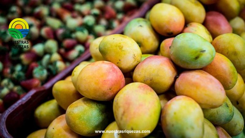 Más de 200 tn de mango colombiano llegarán a la UE y EE. UU.