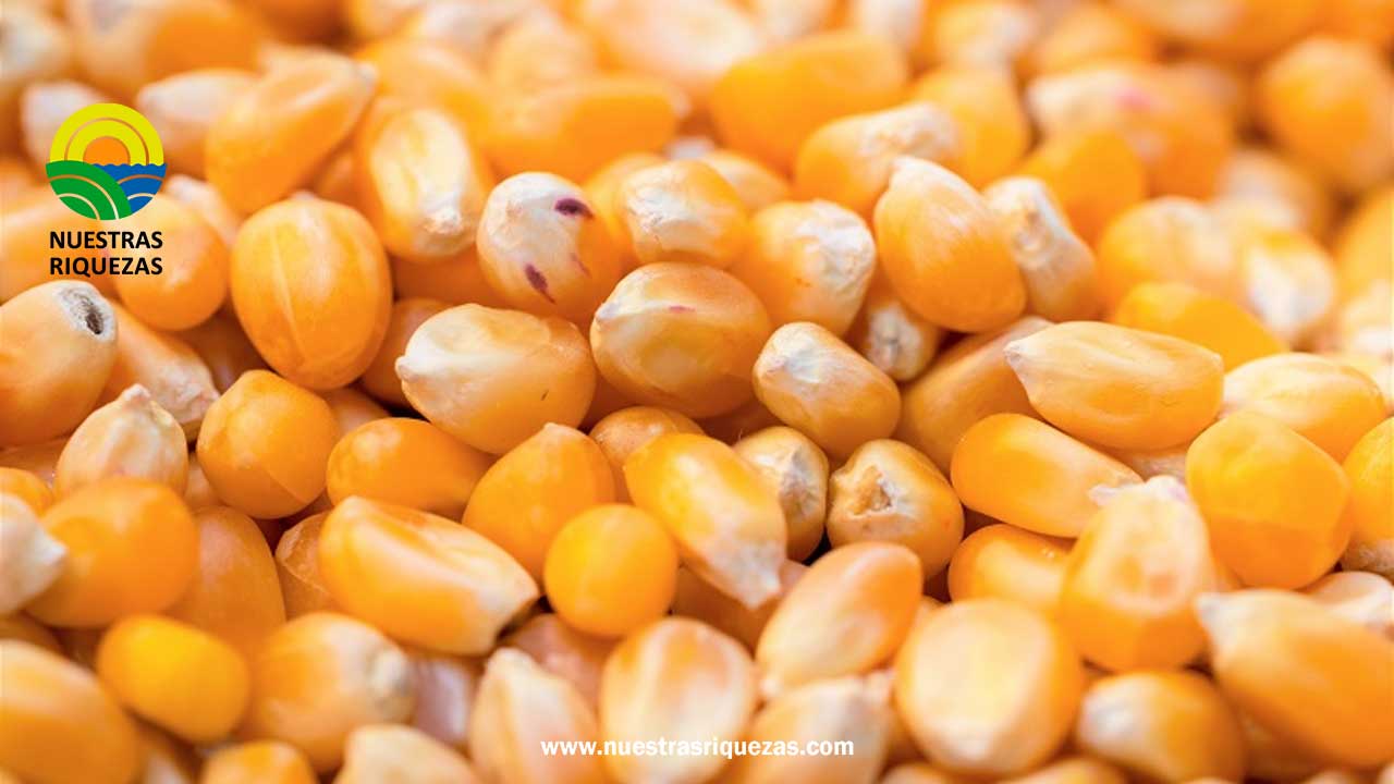 No hay maíz importado