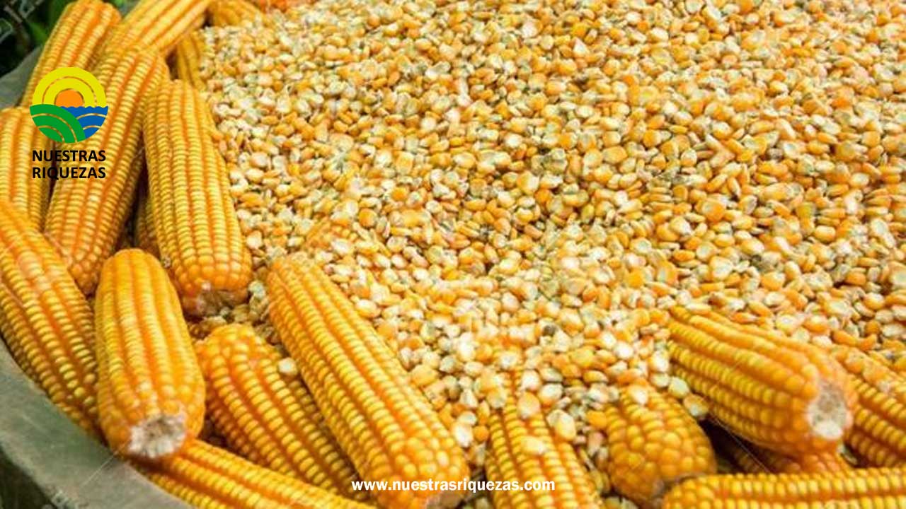 No hay maíz importado