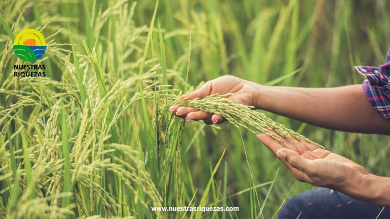 Pequeños arroceros colombianos, próximos a desaparecer