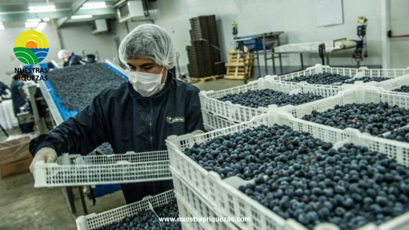 Perú se convirtió en el primer exportador de arándanos a nivel mundial
