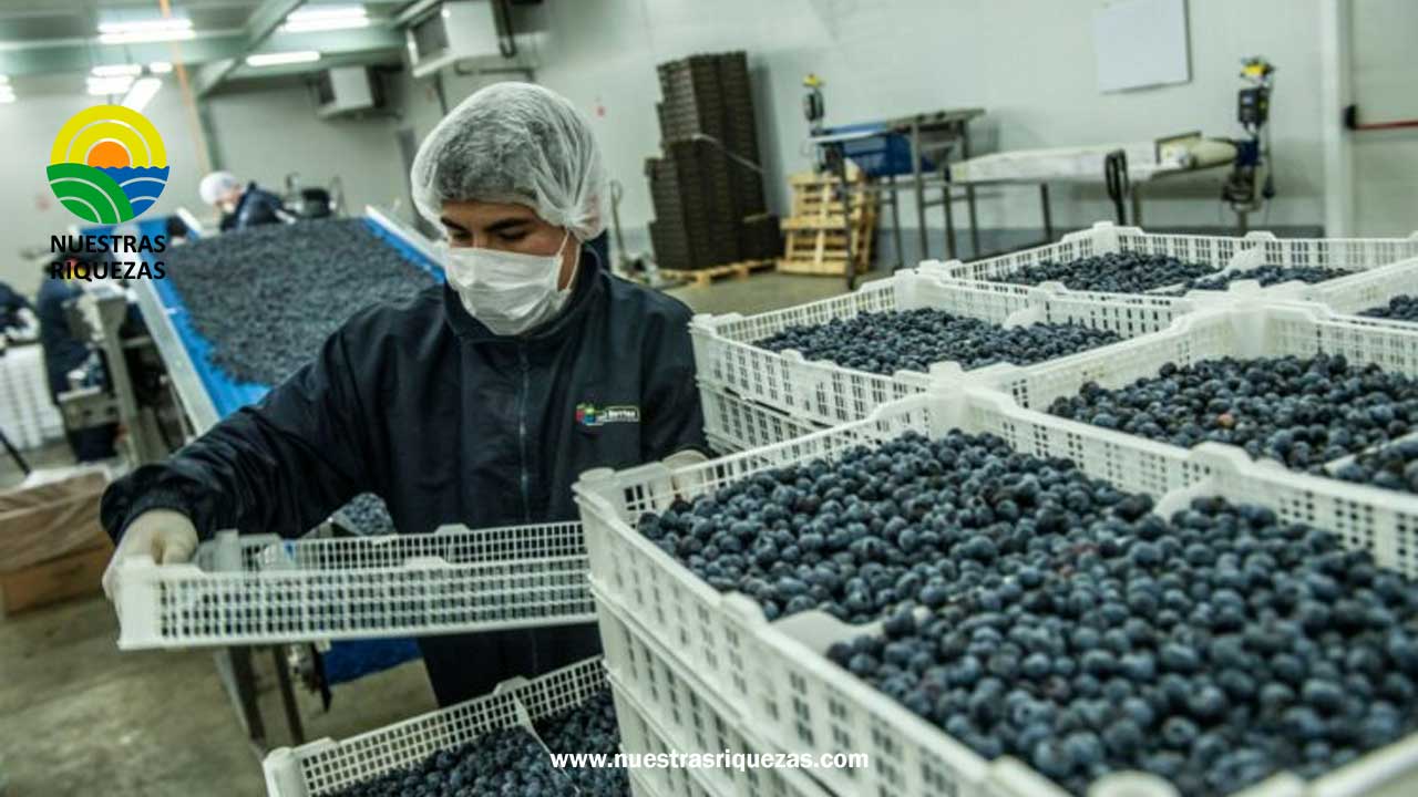 Perú se convirtió en el primer exportador de arándanos a nivel mundial