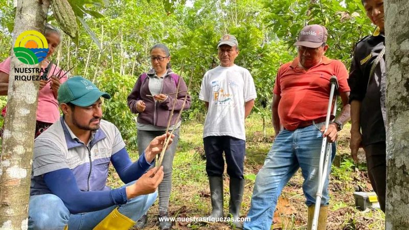 Productores de la Asociación Jatary aprenden a injertar y cambiar copa de cacao para aumentar producción