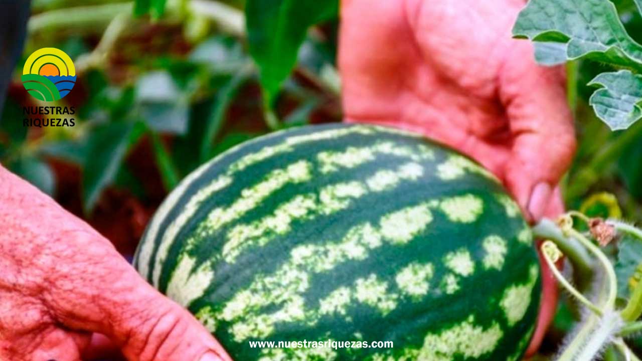 Reducción significativa de la superficie de cultivo de sandía en invernaderos y al aire libre para el 2023