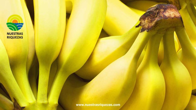 Se lanza al mercado nueva tecnología para evitar pérdidas en post cosecha en banano