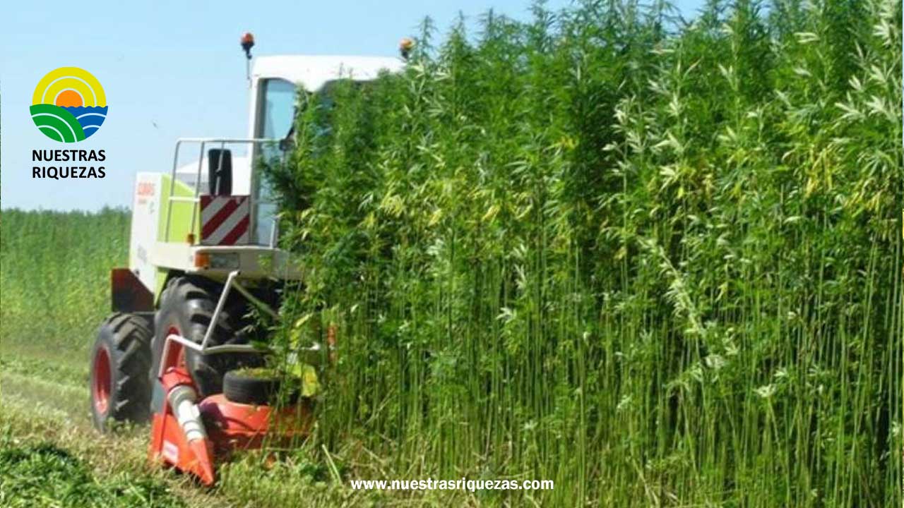 Tras 50 años, vuelven a cosechar cáñamo industrial en Argentina