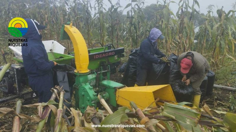Tungurahua elabora ensilaje para apoyar a productores