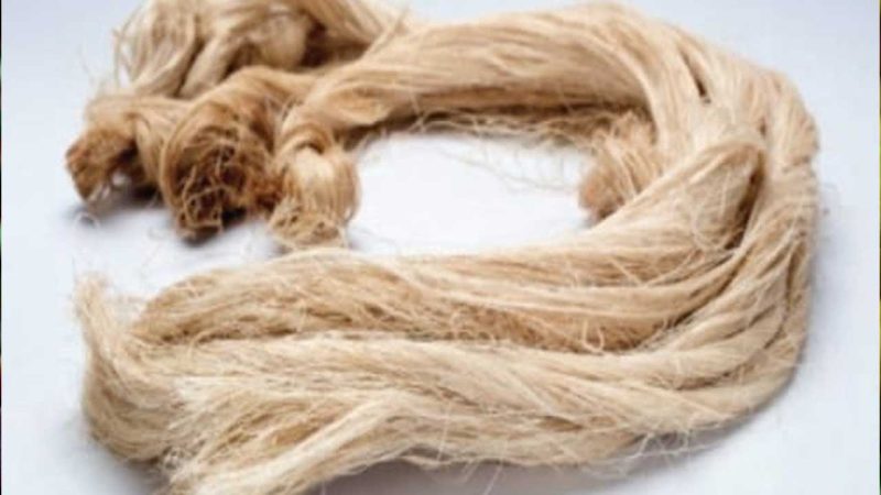 FIBRA DE PLÁTANO INCURSIONARÍA EN INDUSTRIA A GRAN ESCALA