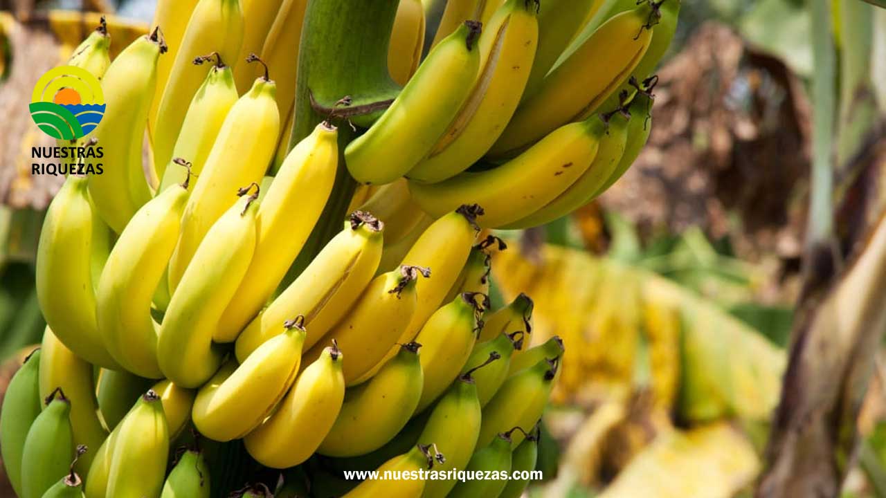 MAG investiga planes de embarques falsos de banano