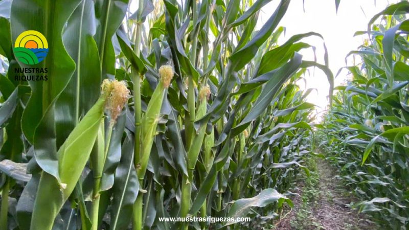 COSTOS DE PRODUCCION Y PRECIOS DE MAIZ