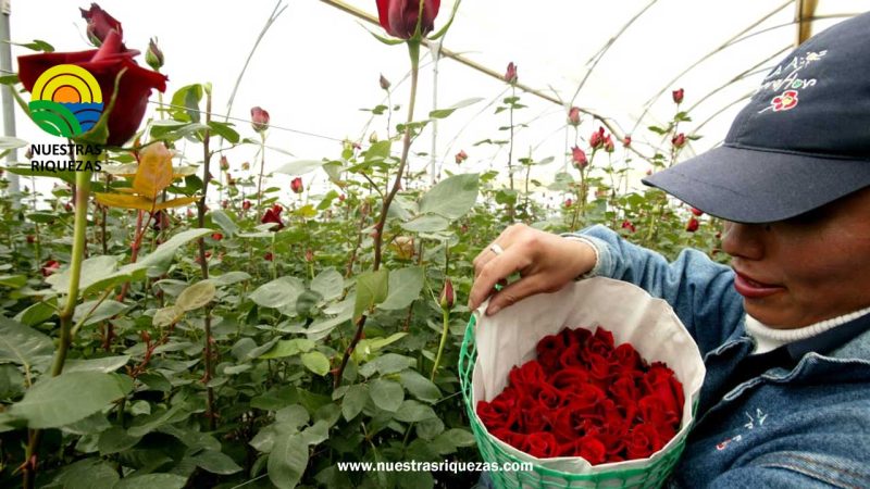 Cambios climáticos aumentan riesgo de enfermedades en flores