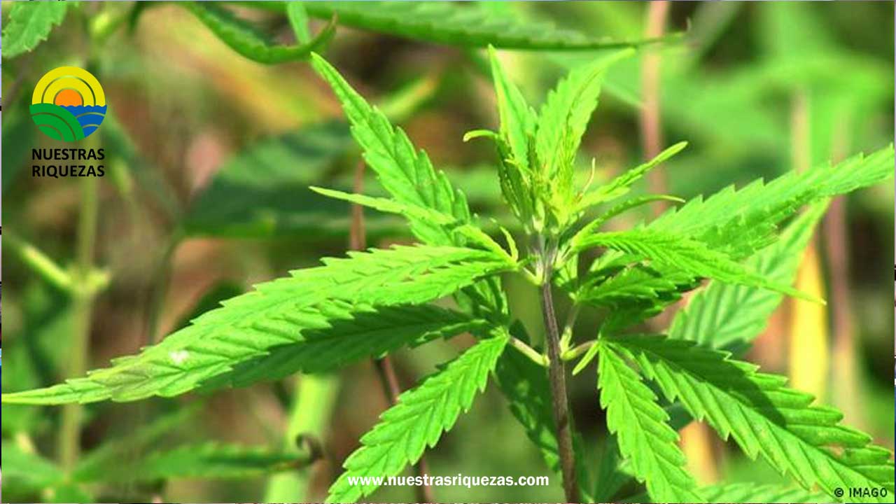 Colombia apunta a la legalización de la marihuana