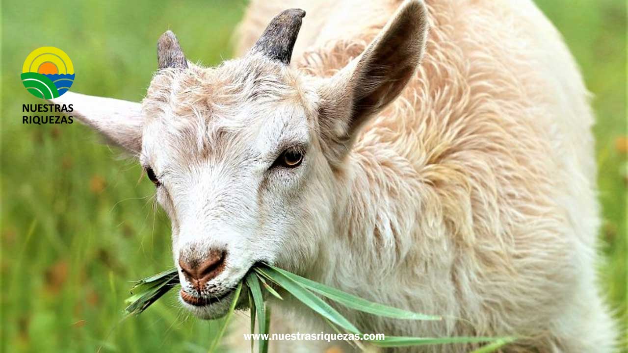 Colombia podrá exportar a Brasil subproductos bovinos, caprinos, ovinos y porcinos