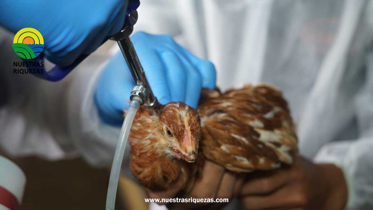 Con más de 6,3 millones de aves vacunadas, Ecuador controla la Influenza Aviar