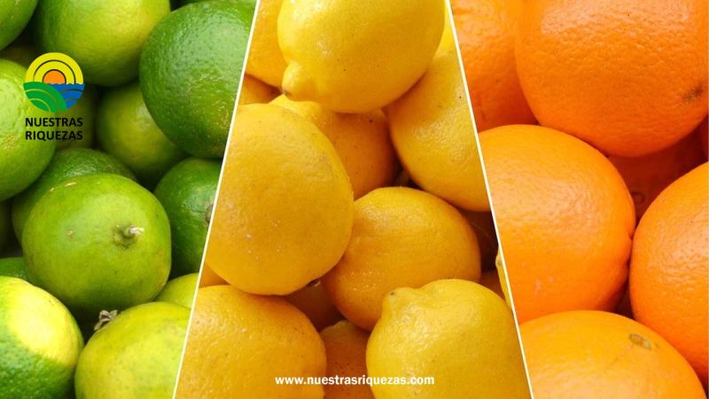 Declaran la emergencia fitosanaria en dos regiones peruanas por plaga que afecta cítricos