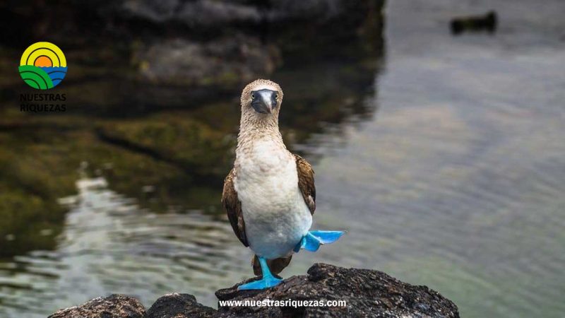 Ecuador canjea millonaria deuda para proteger a las Islas Galápagos