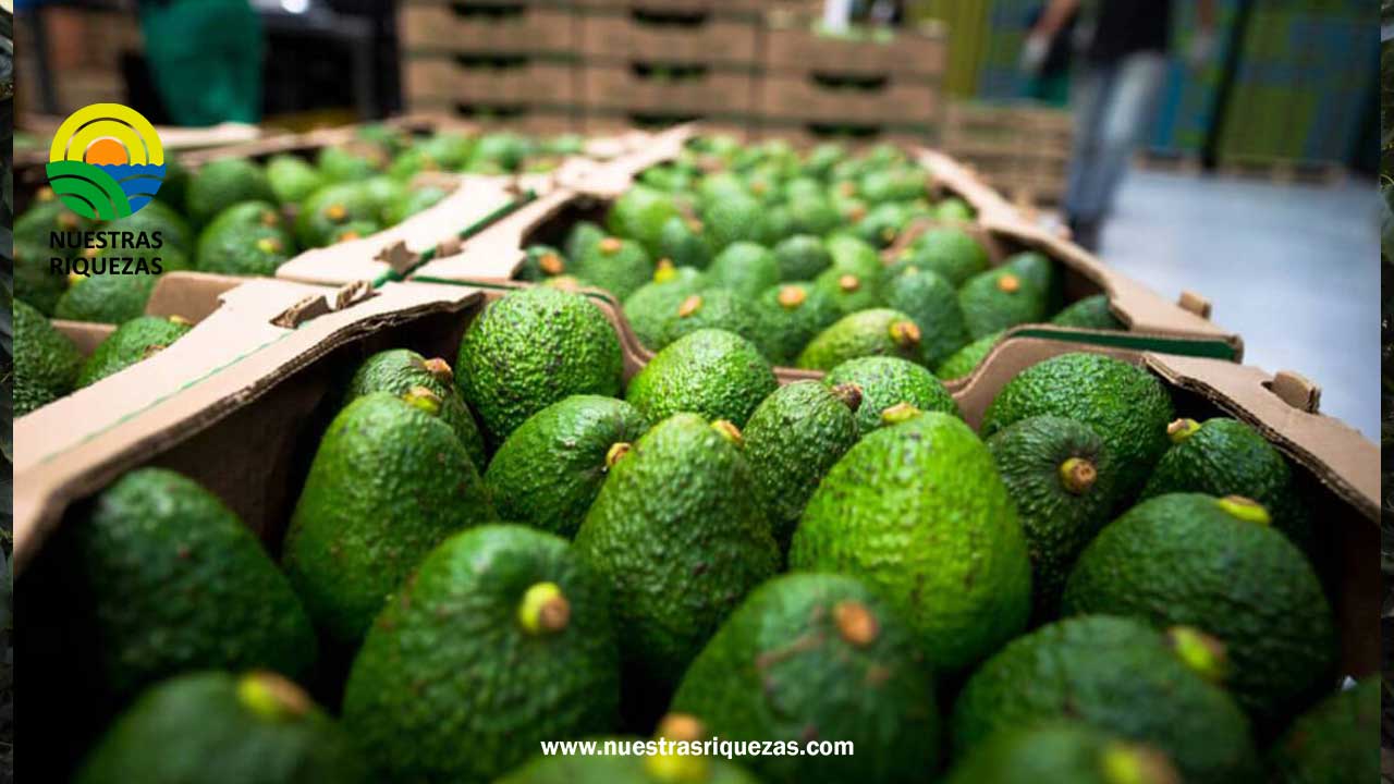 El comercio de aguacate seguirá creciendo en un mercado cada vez más competitivo
