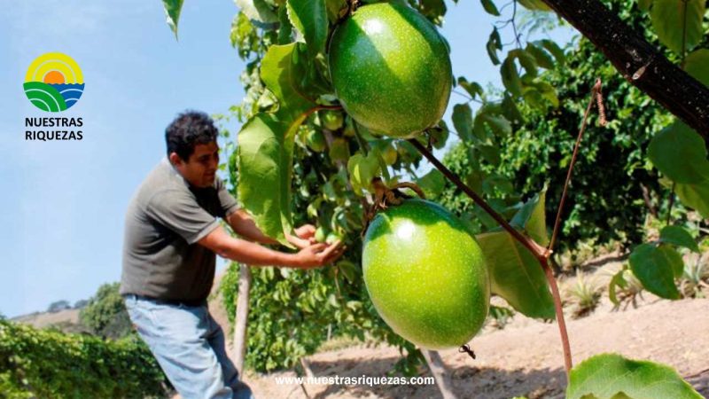 El maracuyá se beneficia de los retrasos que afectan a la mayoría de frutas de verano»