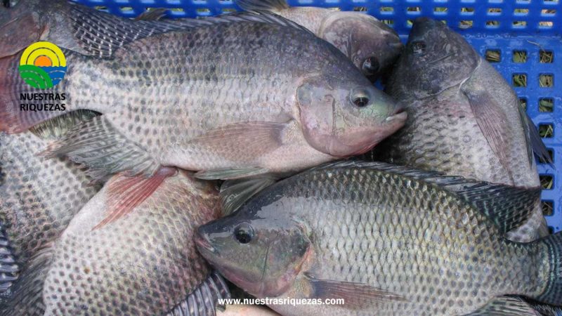 Elaboran cosméticos naturales a partir de colágeno de piel de tilapia
