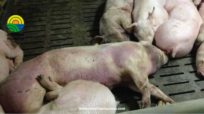 En Ecuador se coordinan acciones para prevenir entrada de peste porcina