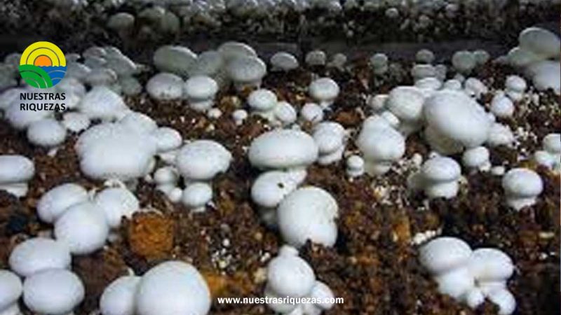 En Europa ya hay países que han dejado de producir champiñón por falta de compost»