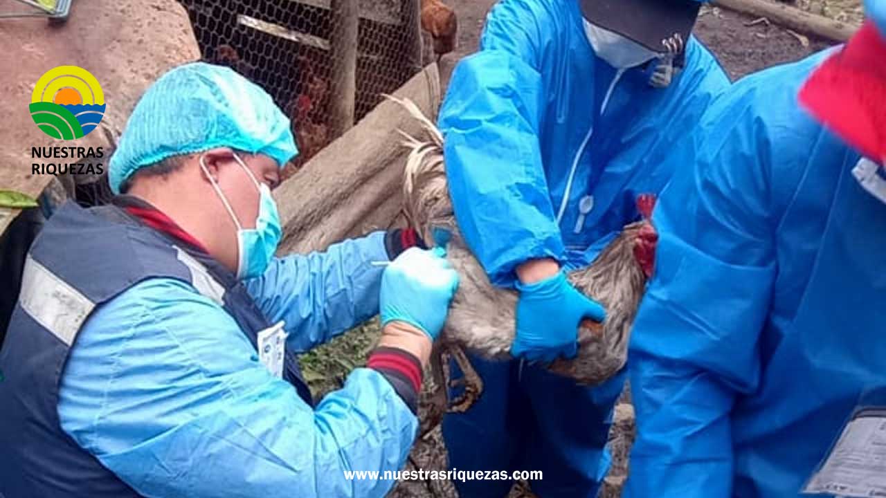 En Nariño, el ICA realizó toma de muestras y supervisión a la vacunación contra Newcastle en la zona fronteriza