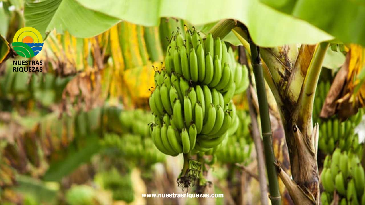 Exportaciones de banano ecuatoriano aumentan un 4,46% en 2023