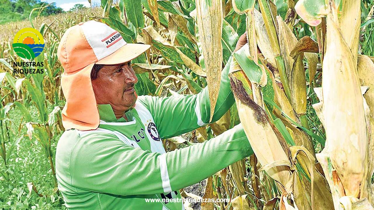 Falta de invitación a consejo consultivo genera malestar entre maiceros