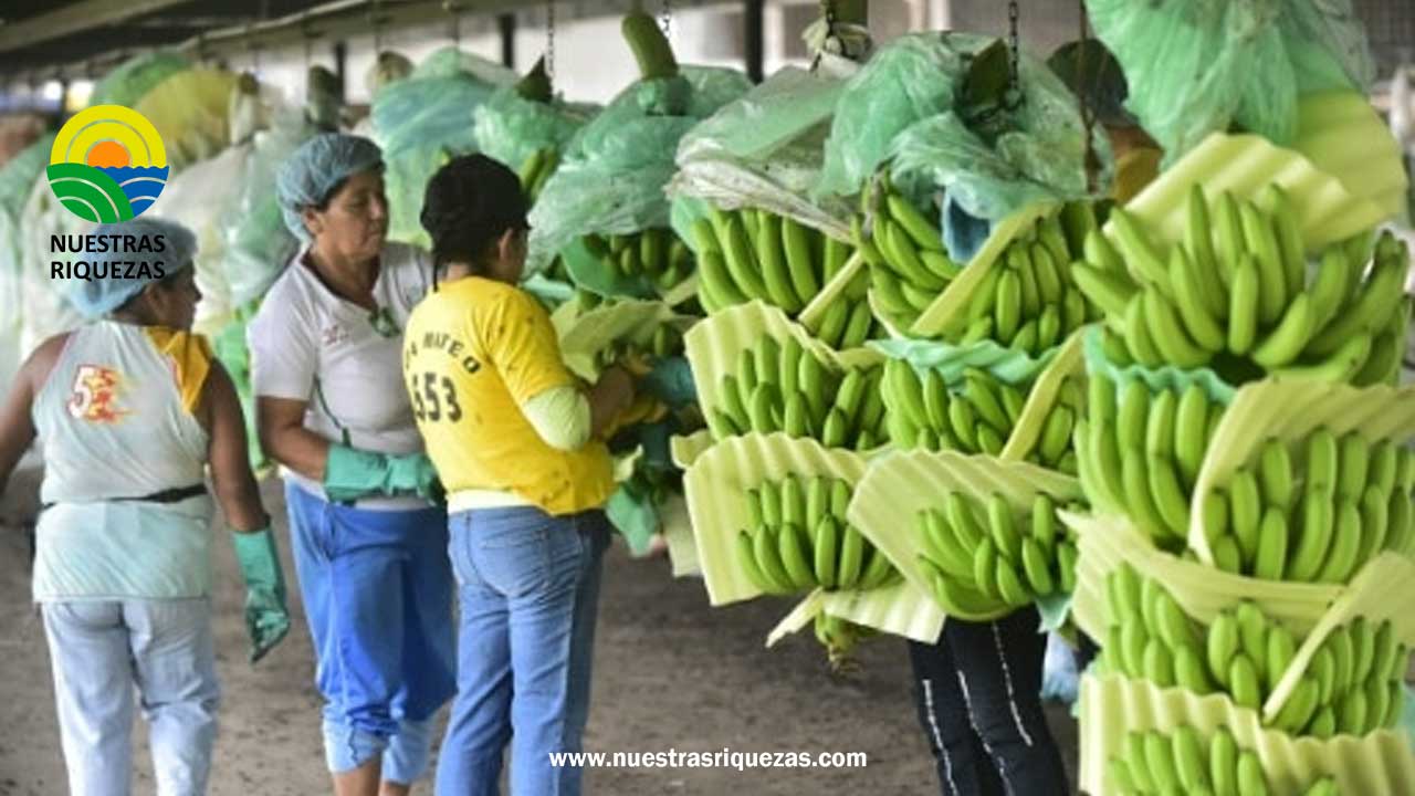 Hongo del plátano puede empeorar la crisis del hambre en Venezuela