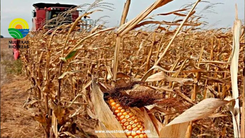 Internacional Perú: En 30% se incrementa rentabilidad económica de productores de maíz a nivel nacional