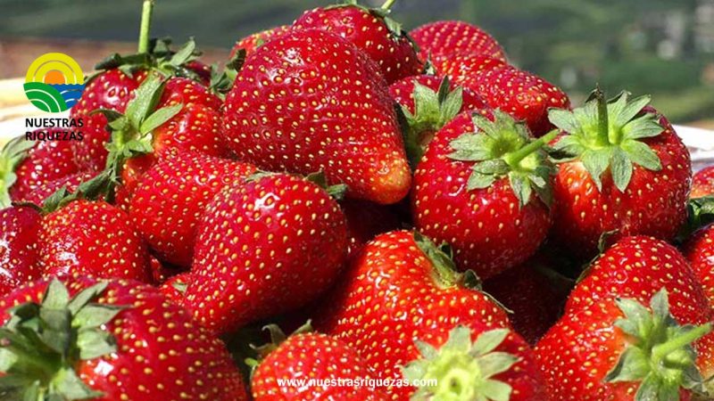 Investigan cómo hacer más resistentes los cultivos de fresa frente a la sequía extrema
