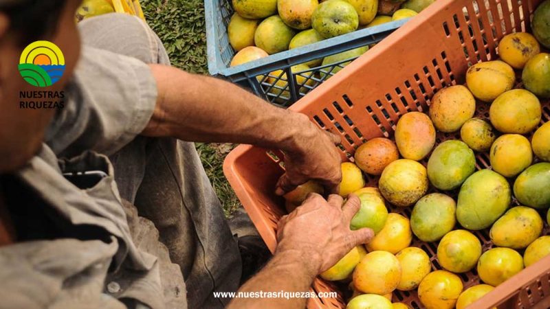 La mayor oferta de mango hace caer los precios