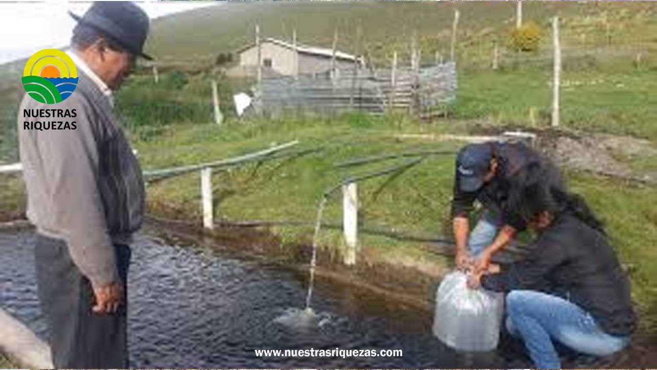 MIPRO y MAG entregan 150 mil alevines de trucha en Pangua