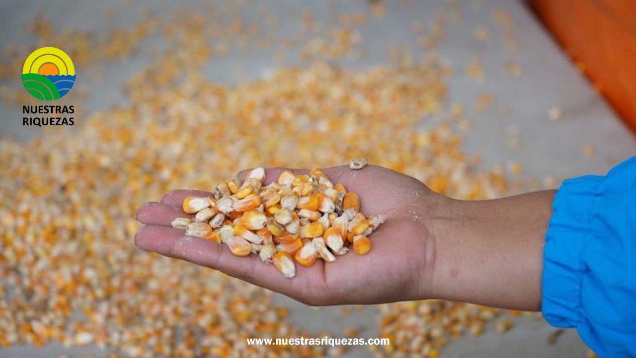 Maiceros paralizan nuevamente vías en busca de precio justo