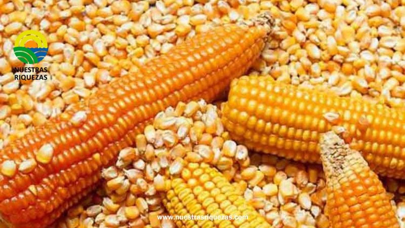 MAG asegura seguir trabajando en torno al precio del maíz